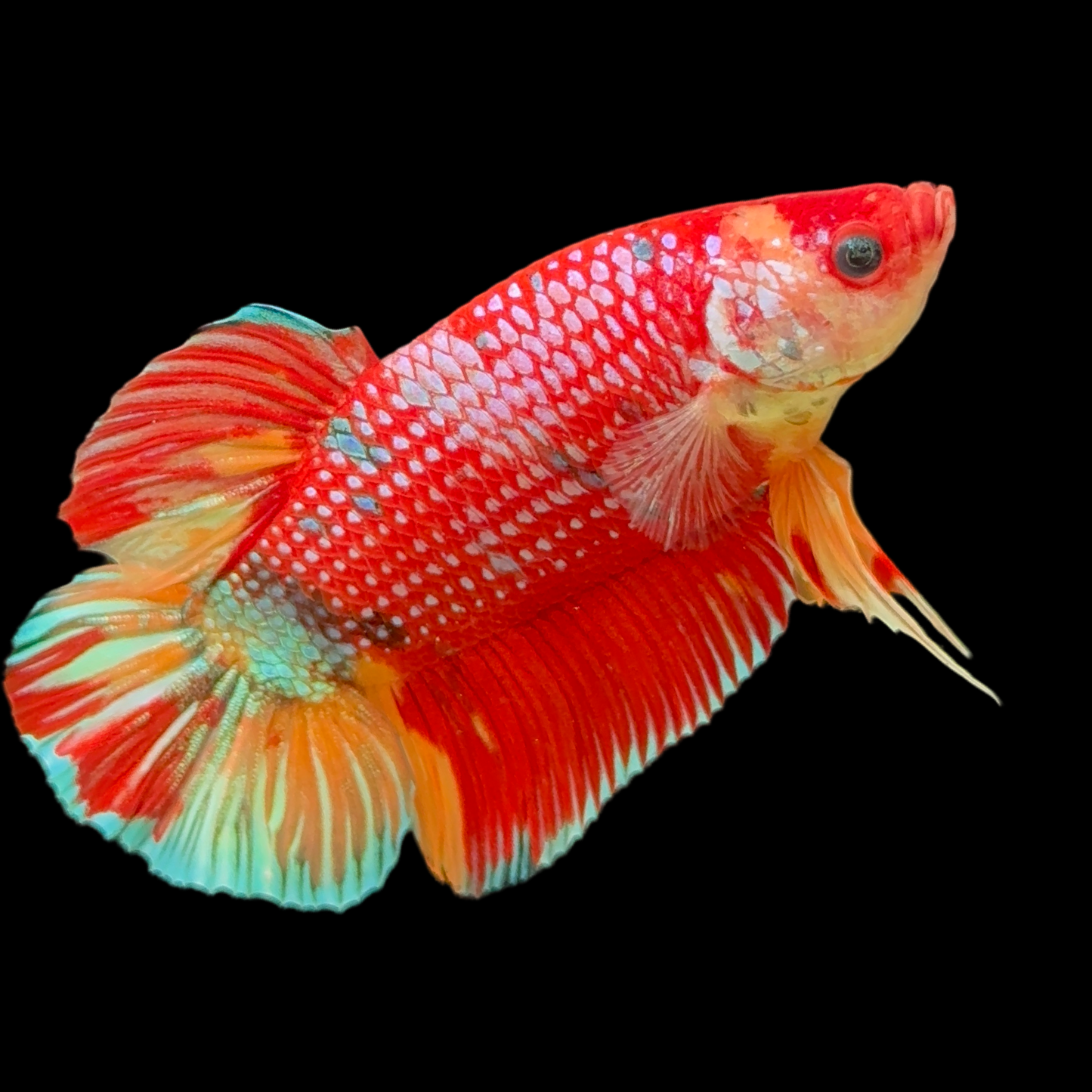 Male Candy Giant Betta for Sale - Vibrant Multi-Color Giant Beauty