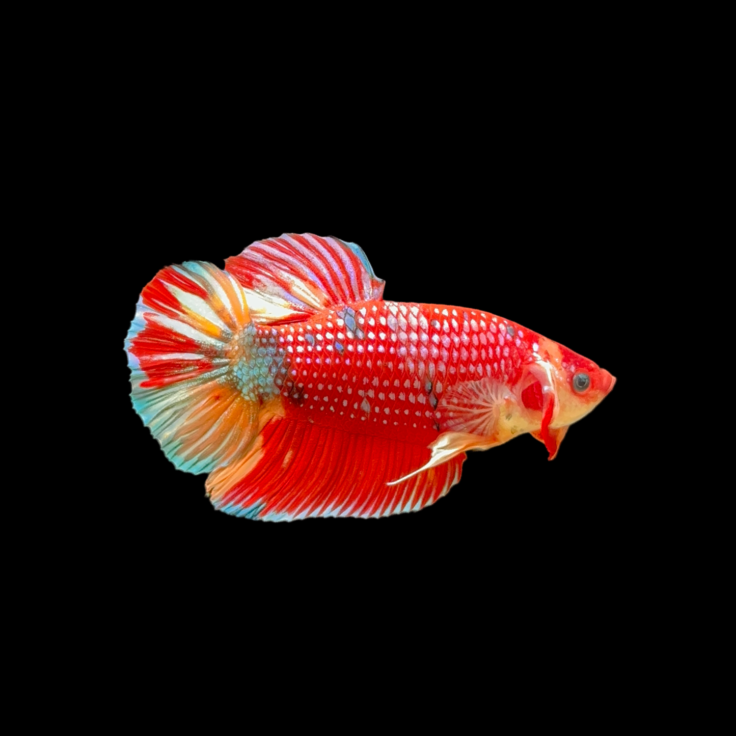 Male Candy Giant Betta for Sale - Vibrant Multi-Color Giant Beauty