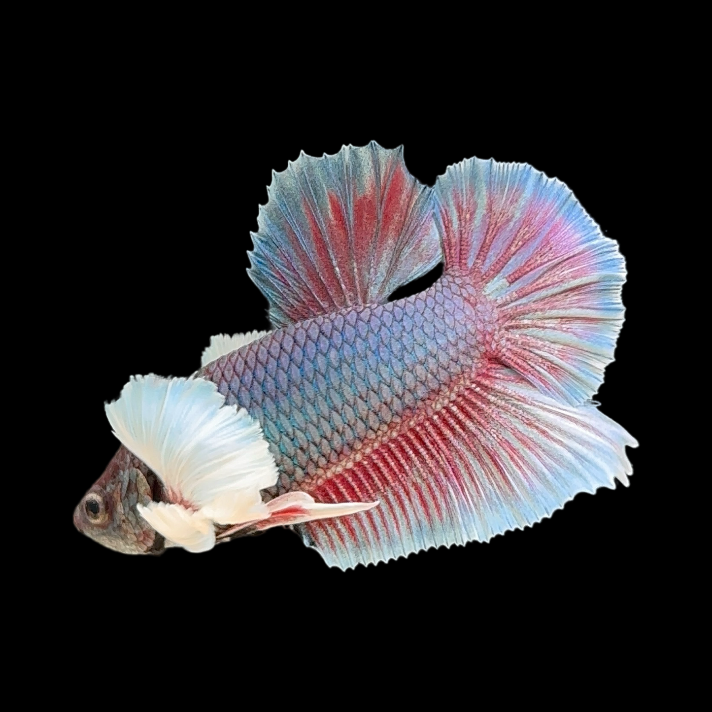 Pastel Fancy Dumbo Halfmoon Plakat (HMPK)