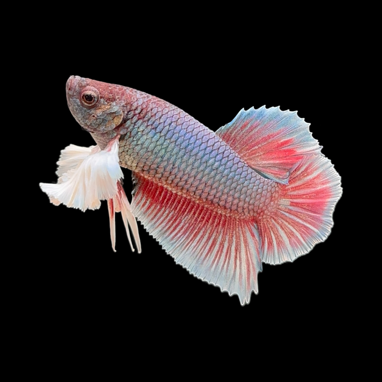Pastel Fancy Dumbo Halfmoon Plakat (HMPK)