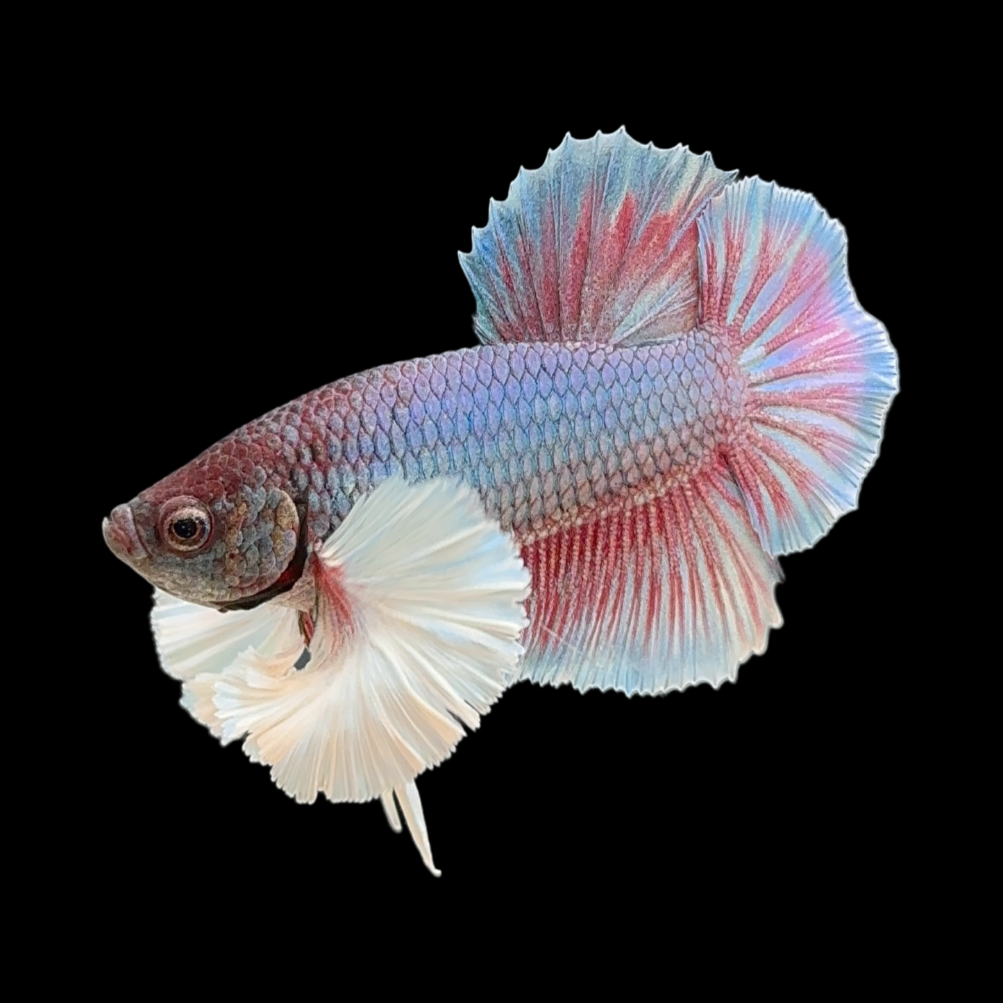 Pastel Fancy Dumbo Halfmoon Plakat (HMPK)