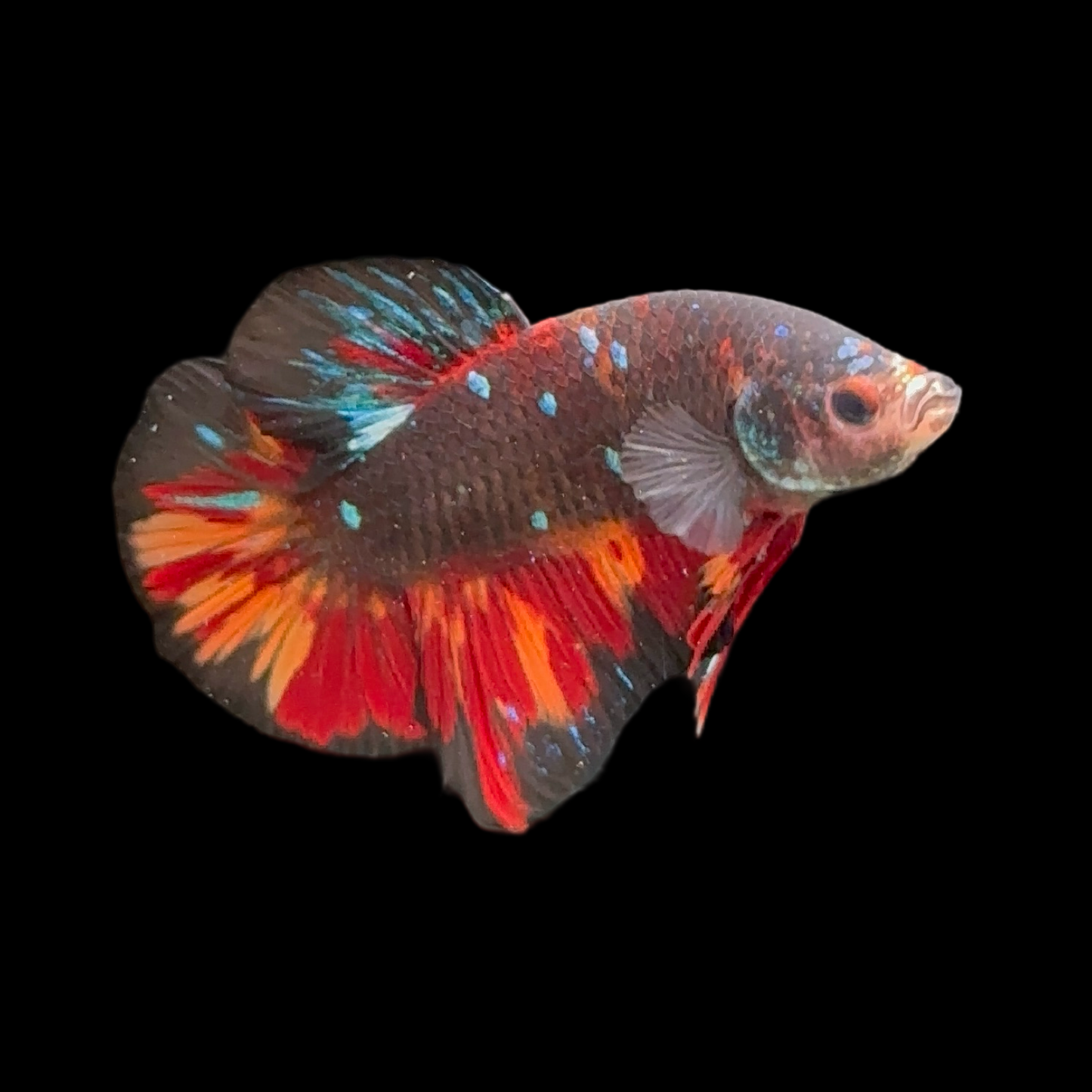 Fiery Black Star Avatar Betta Male Radiant Flame Fins