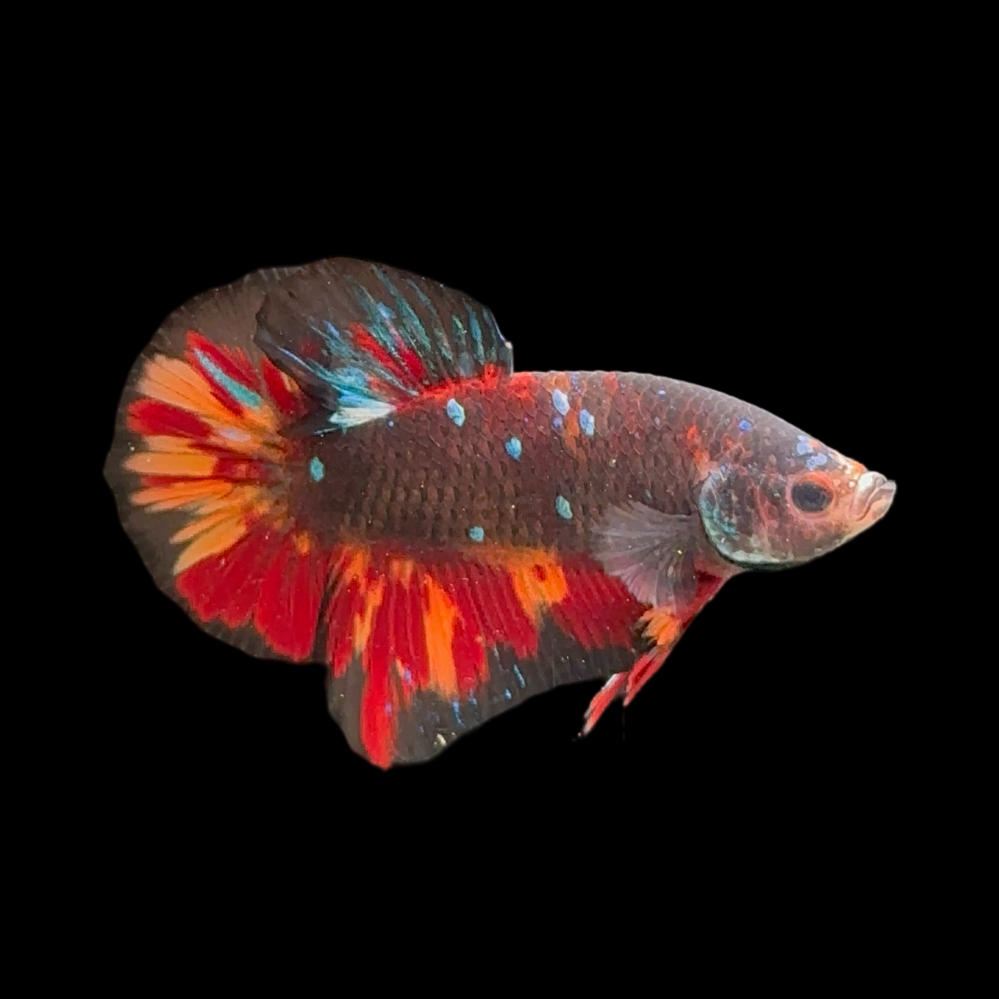 Fiery Black Star Avatar Betta Male Radiant Flame Fins
