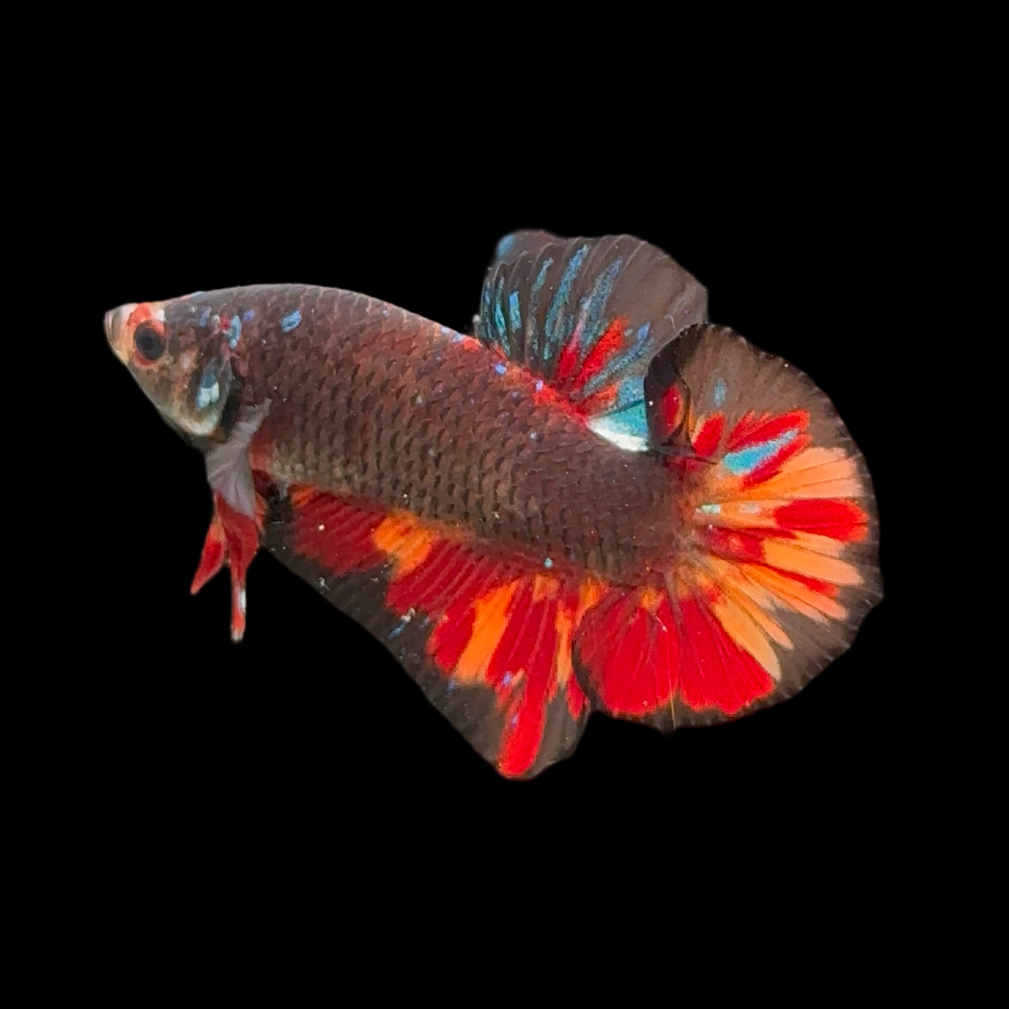 Fiery Black Star Avatar Betta Male Radiant Flame Fins