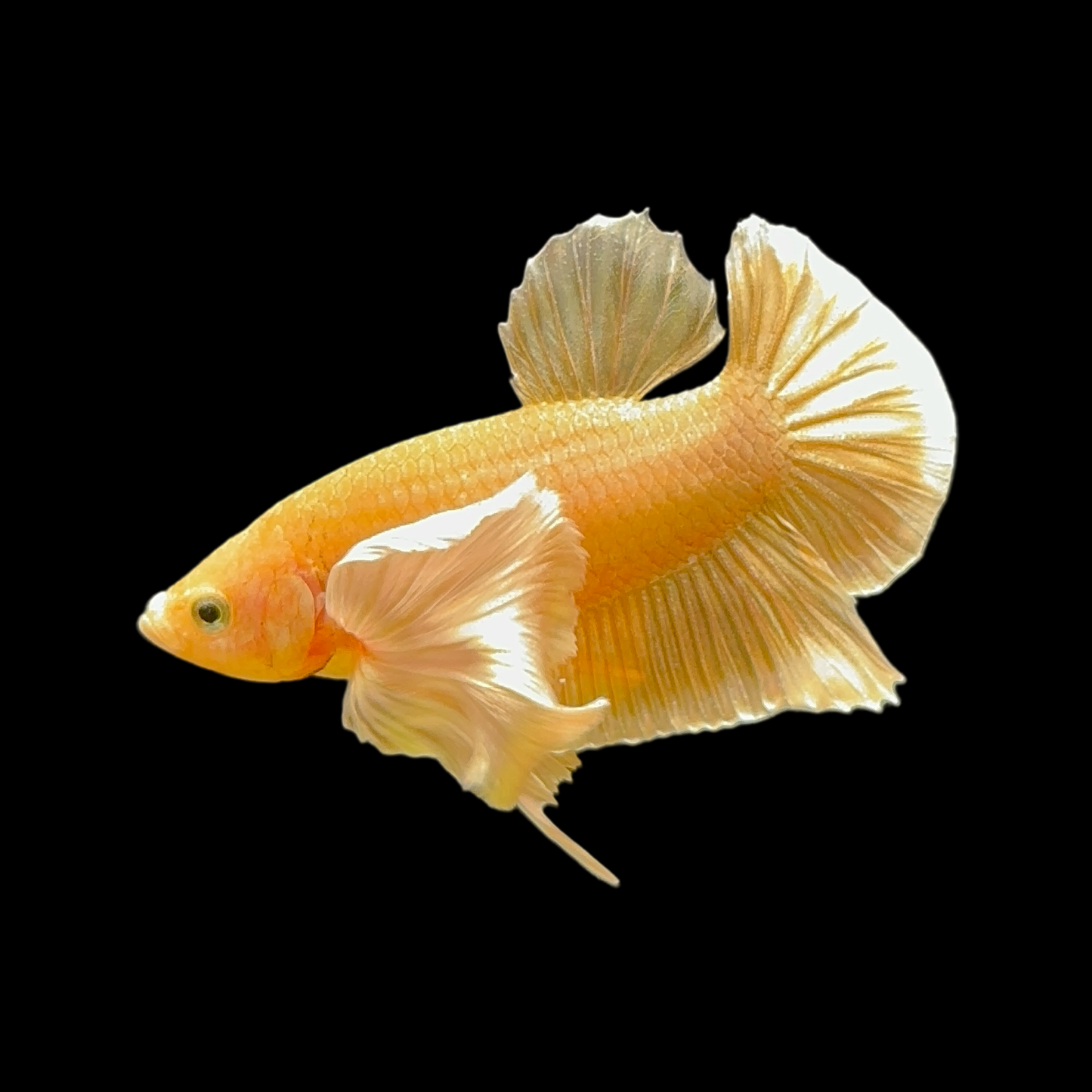 Golden Yellow Dumbo Halfmoon Betta Fish (Male)