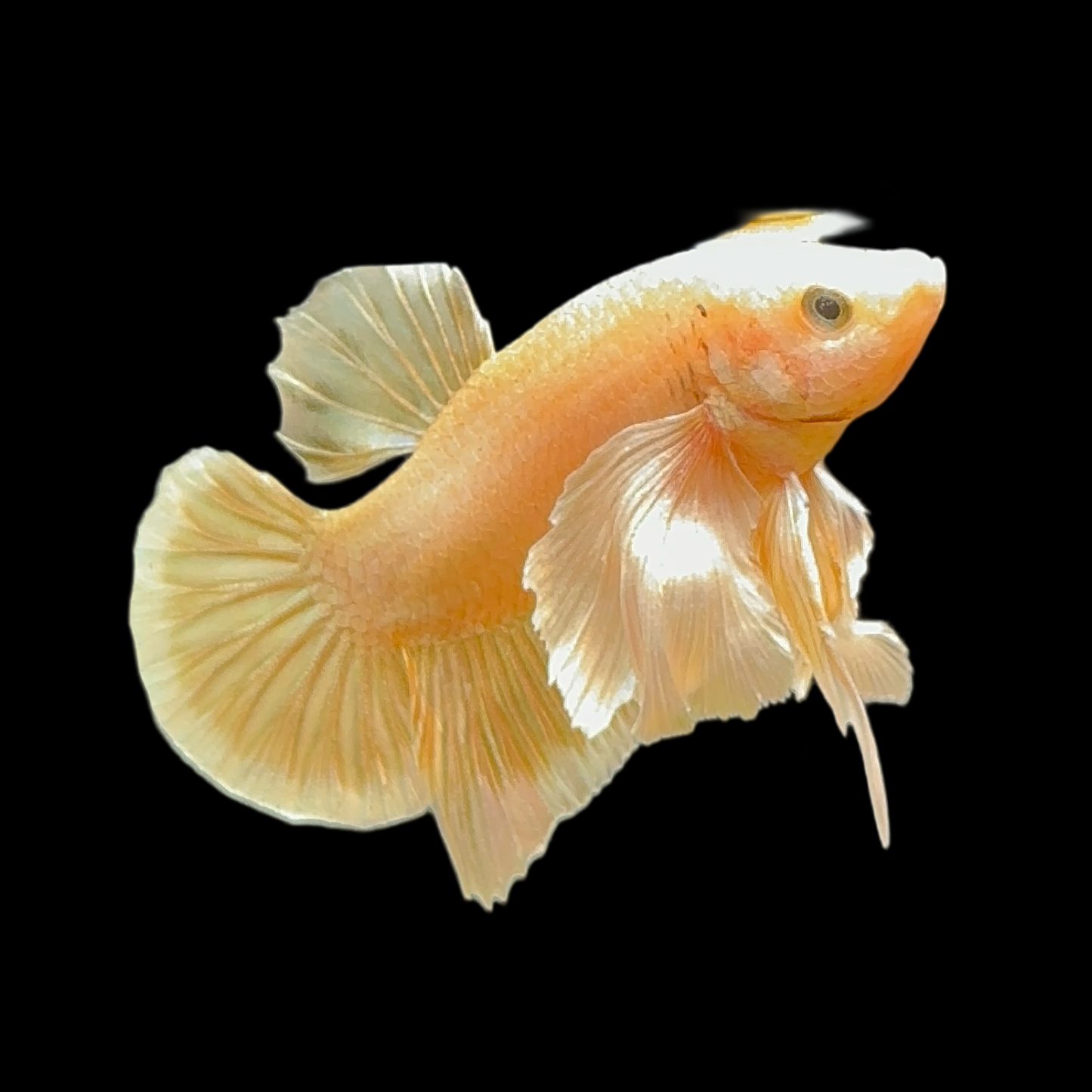 Golden Yellow Dumbo Halfmoon Betta Fish (Male)