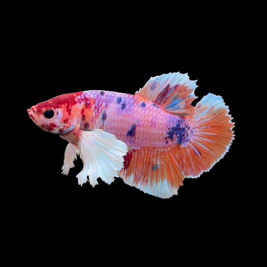 Candy Dumbo Halfmoon Betta Male
