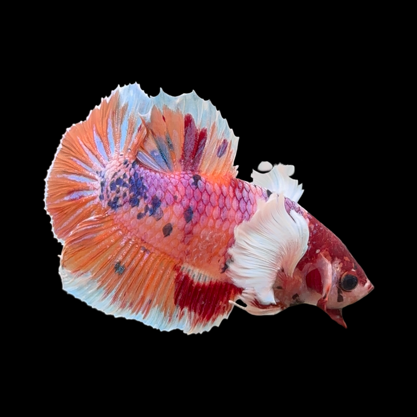 Candy Dumbo Halfmoon Betta Male