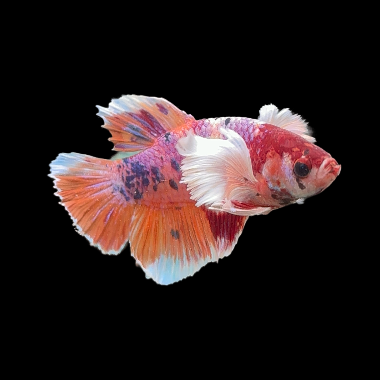 Candy Dumbo Halfmoon Betta Male