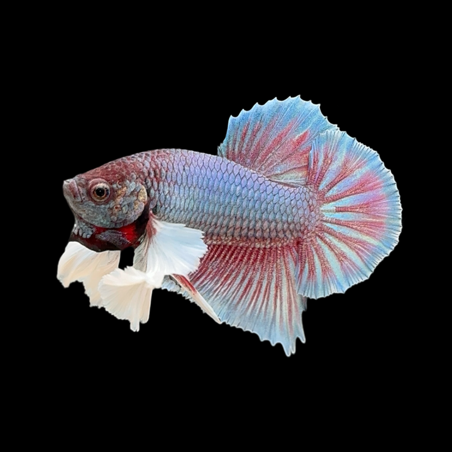 Pastel Fancy Dumbo Halfmoon Plakat (HMPK)