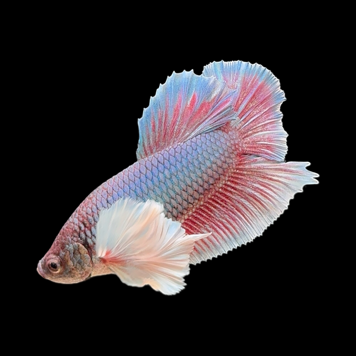 Pastel Fancy Dumbo Halfmoon Plakat (HMPK)