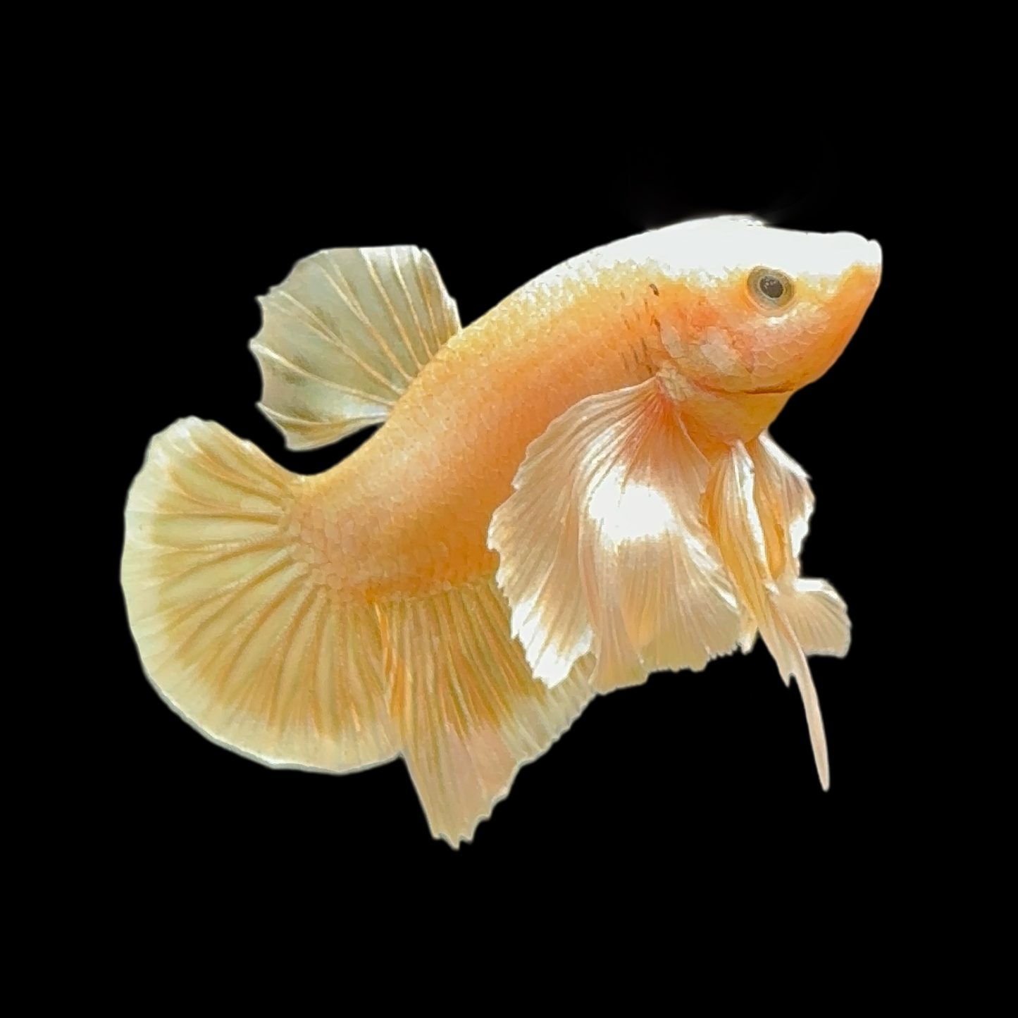 Golden Yellow Dumbo Halfmoon Betta Fish (Male)