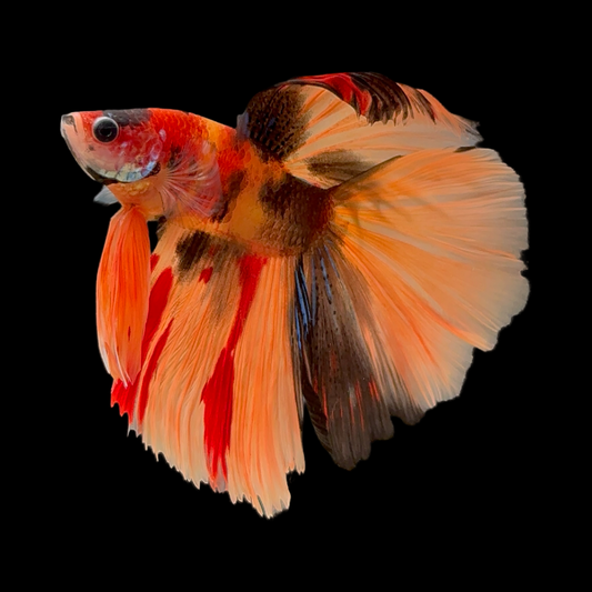 Koi Fancy Halfmoon Betta for Sale - Stunning Red, Orange, and Black Beauty