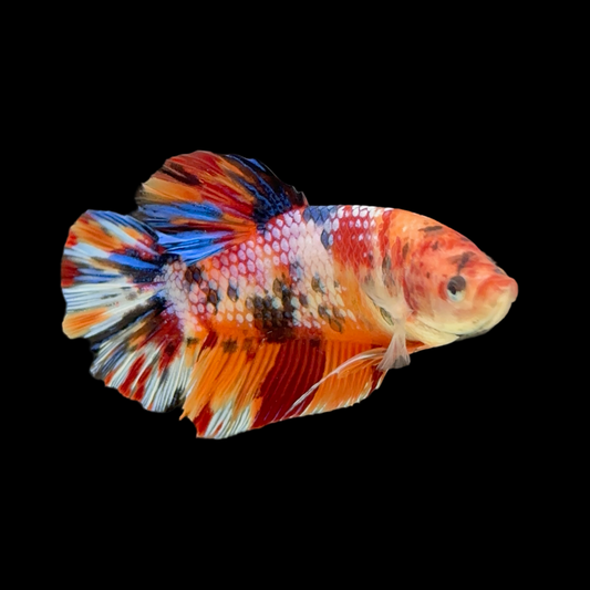 Giant Multicolor Plakat Betta (Male)