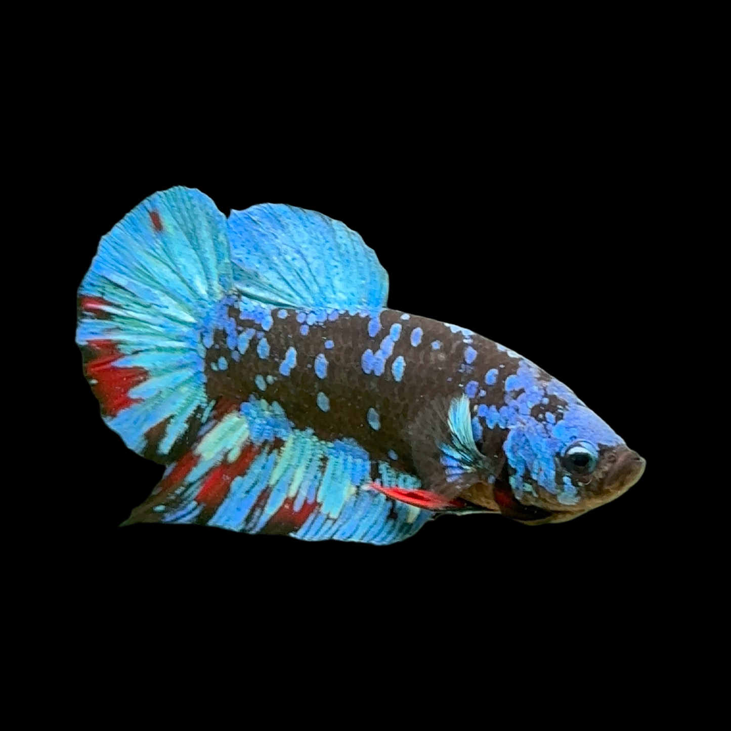 Black Avatar Galaxy Ice Blue Red Mix Premium HMPK Male Betta