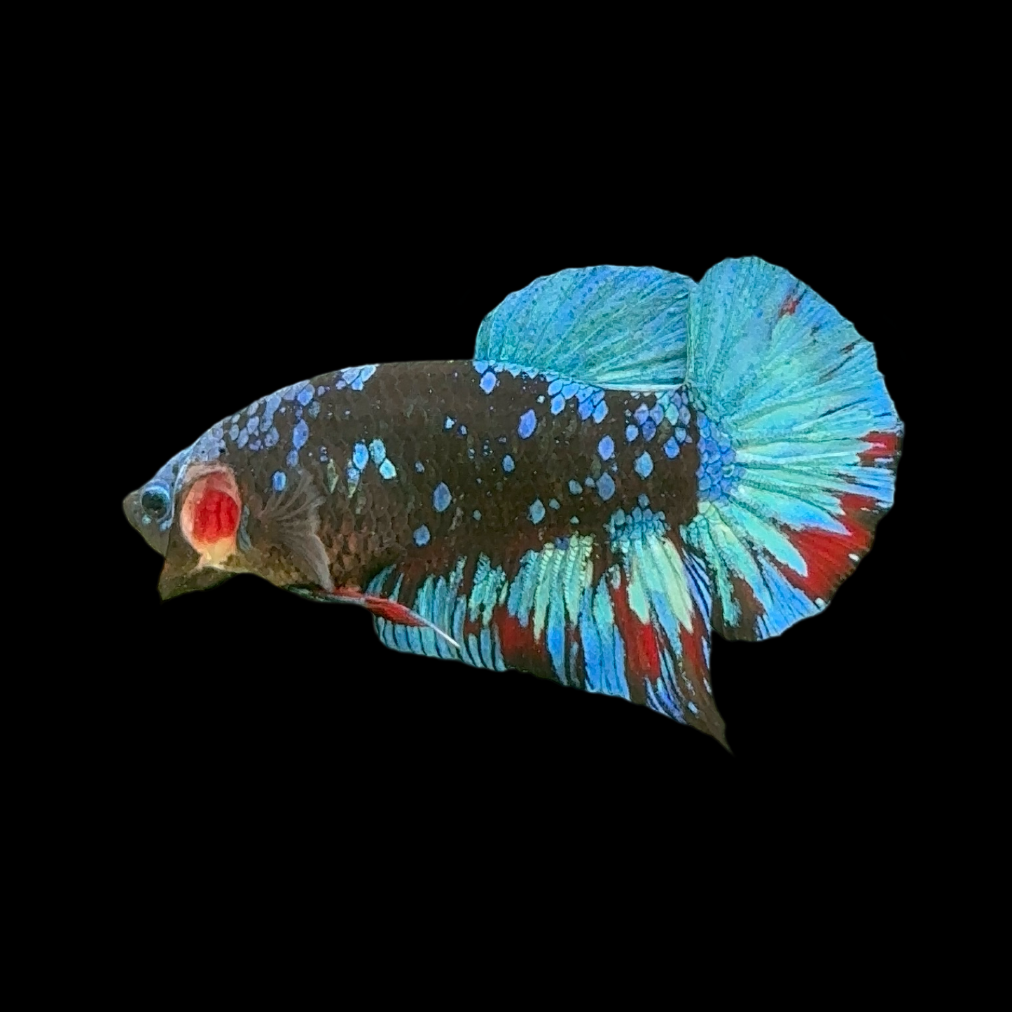Black Avatar Galaxy Ice Blue Red Mix Premium HMPK Male Betta