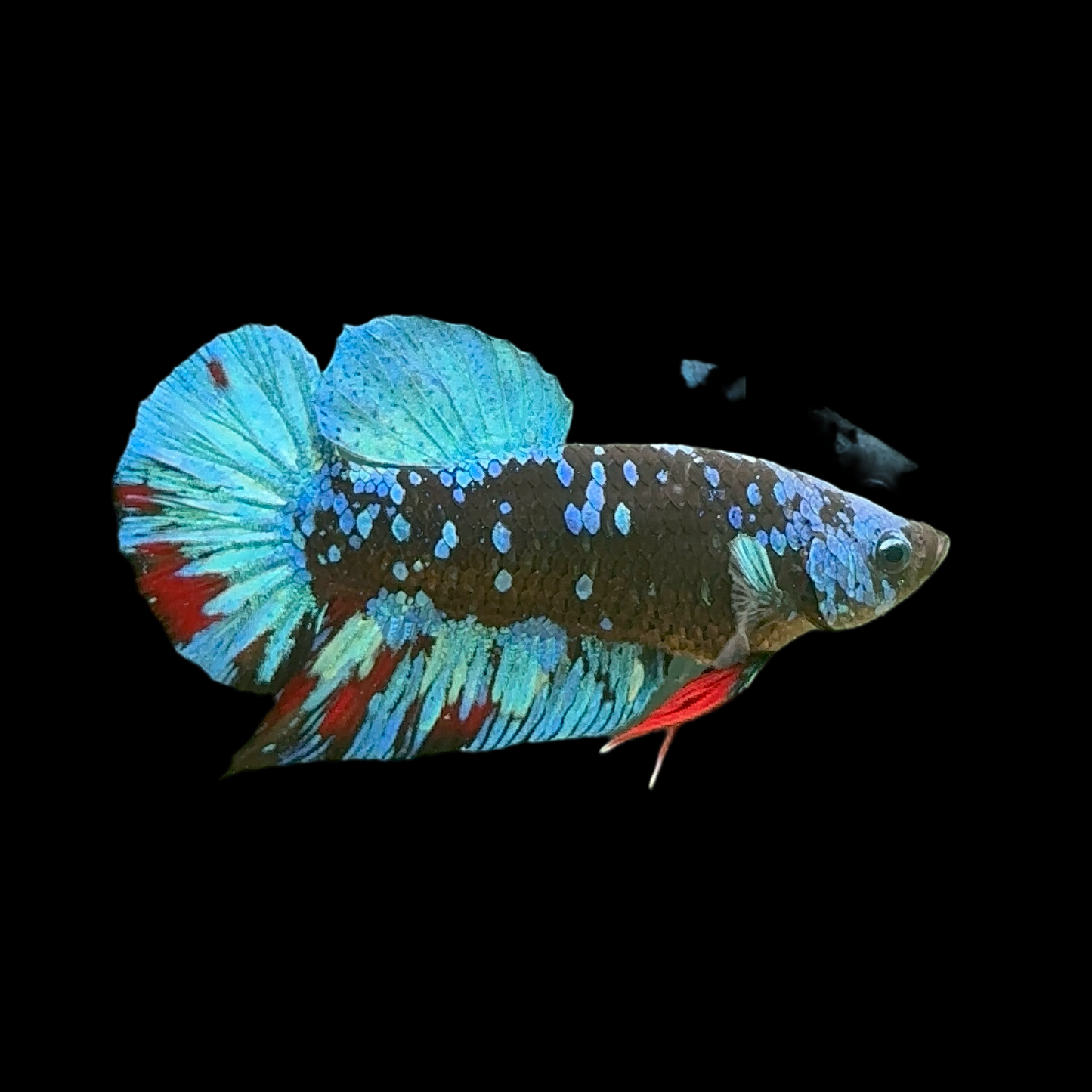 Black Avatar Galaxy Ice Blue Red Mix Premium HMPK Male Betta