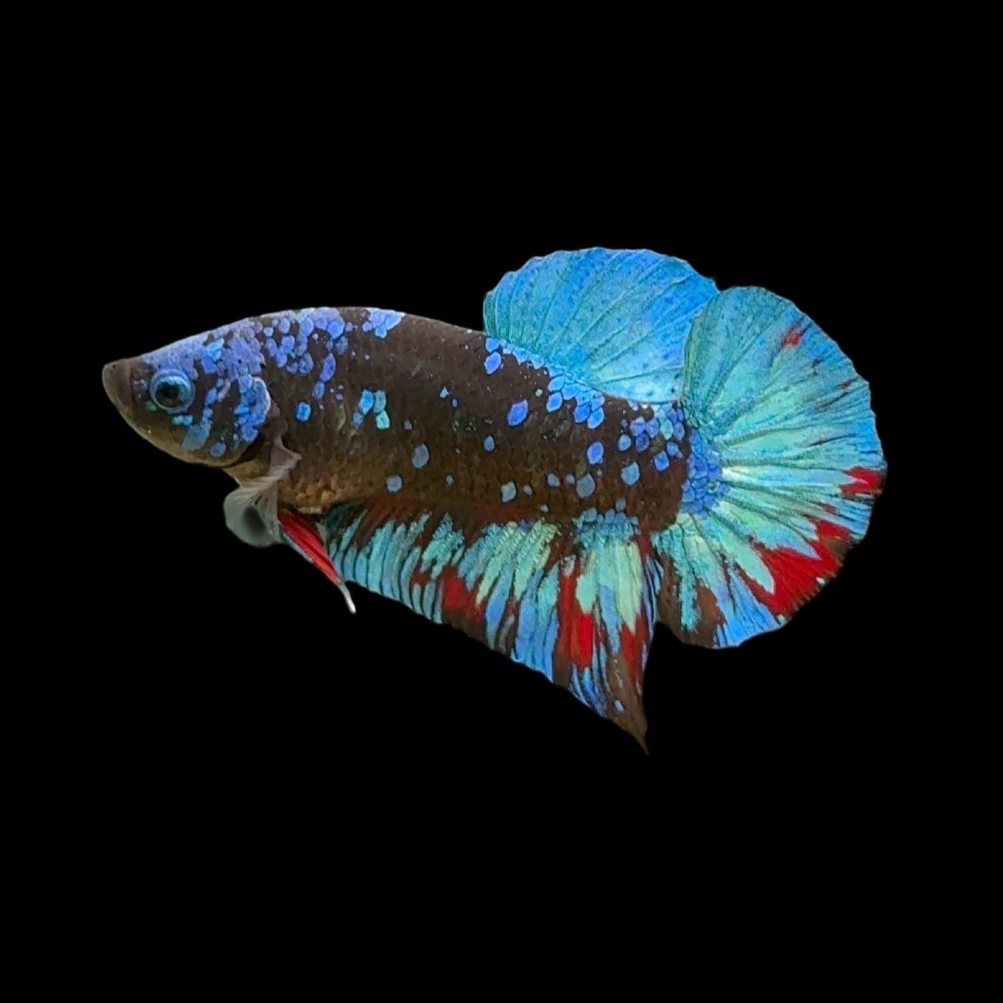 Black Avatar Galaxy Ice Blue Red Mix Premium HMPK Male Betta