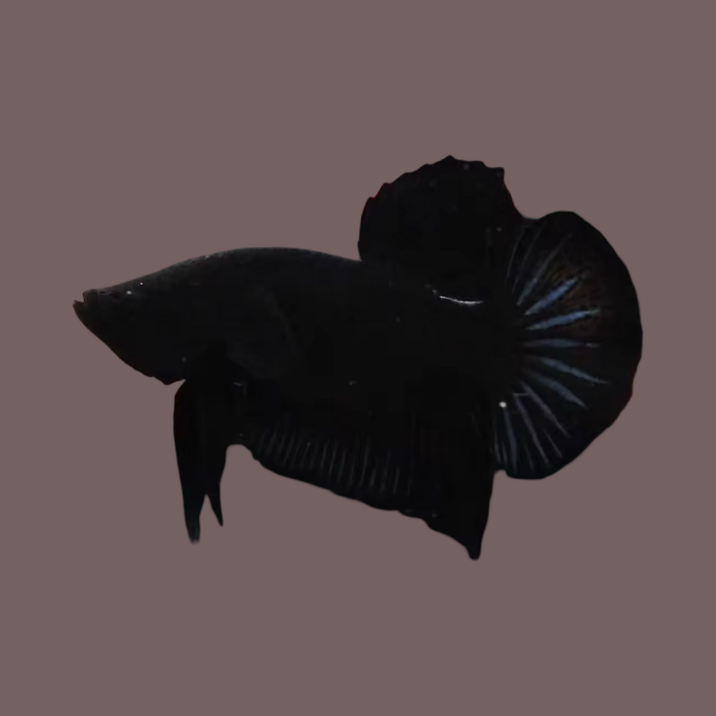 Set of 10 Super Black HMPK Betta Fish